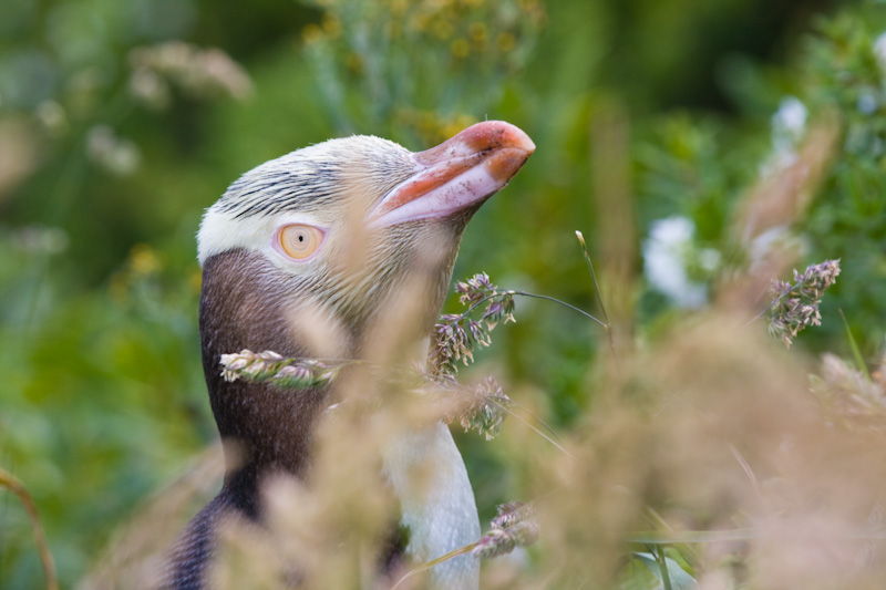 Yellow-Eyed Penguin